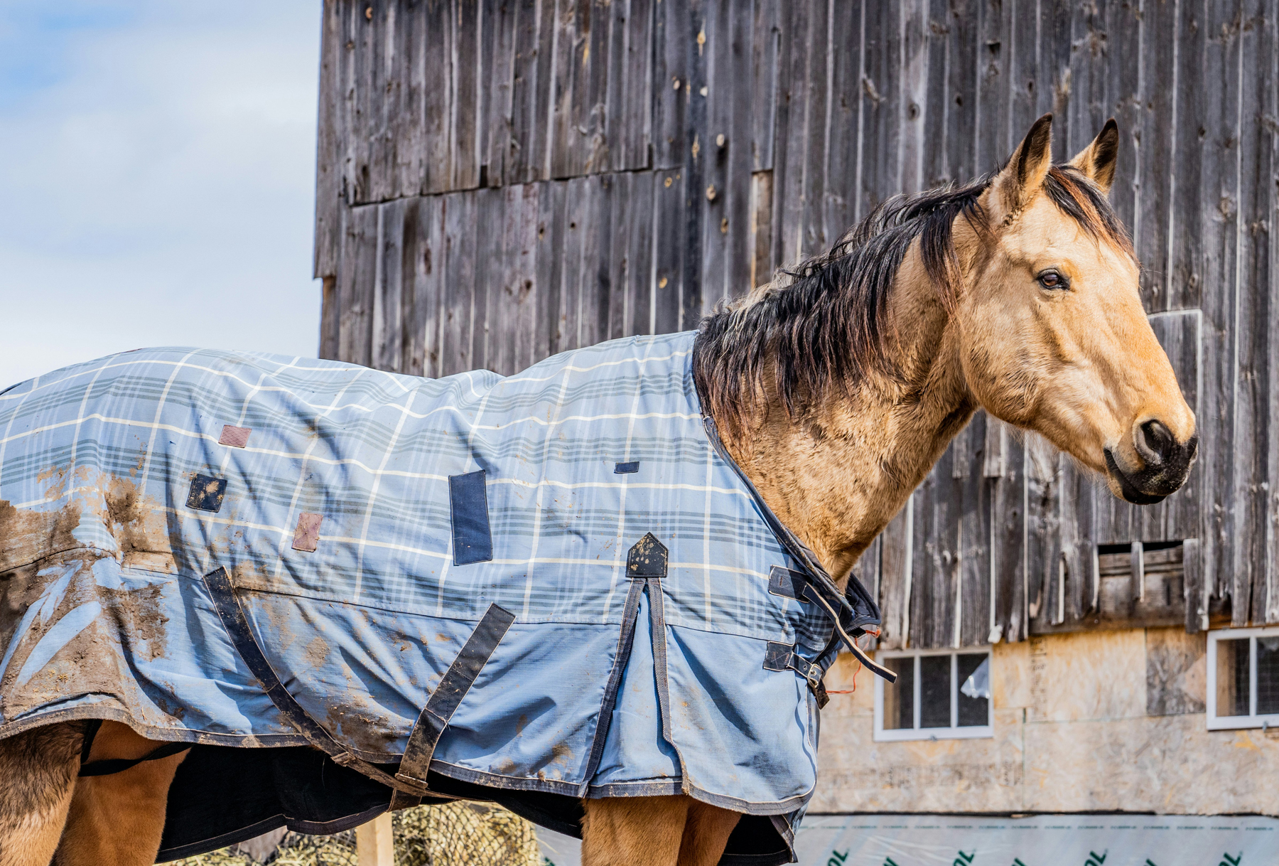 Pferdedecke im Stall